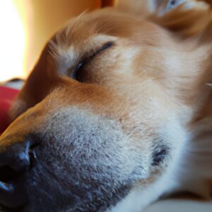 Temps de Sommeil du Chien : Combien de Temps Doit-il Dormir ?