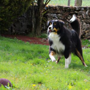 Chien fièvre : comment reconnaître et traiter la fièvre chez votre compagnon