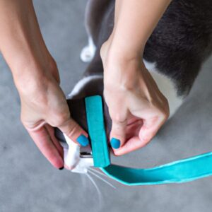 Harnais chat : comment choisir et utiliser le bon modèle