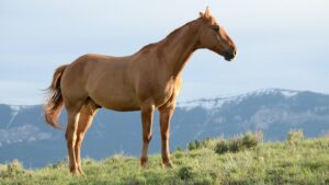 Où faire une balade à cheval ? Découvrez les meilleurs spots ✅
