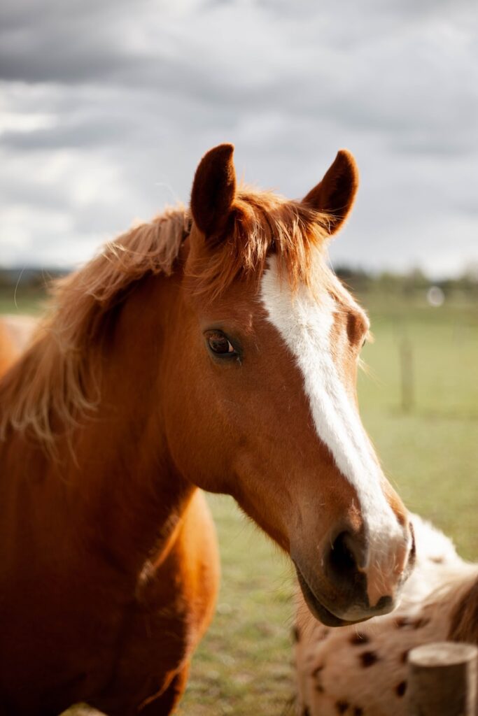 Cheval qui saigne du nez : les gestes essentiels à adopter ✅