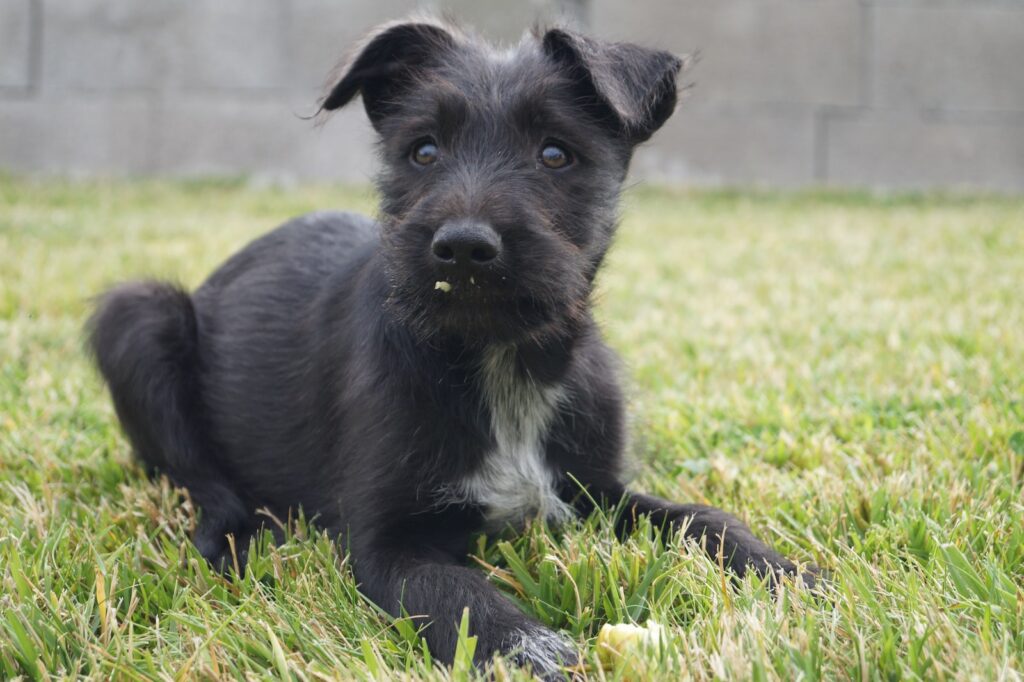Comment rassurer un chien qui a peur efficacement et avec douceur