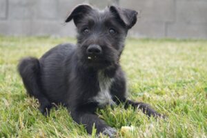 Comment rassurer un chien qui a peur efficacement et avec douceur