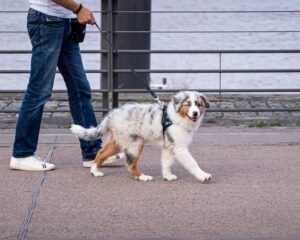 Comment rendre un chien propre facilement et efficacement