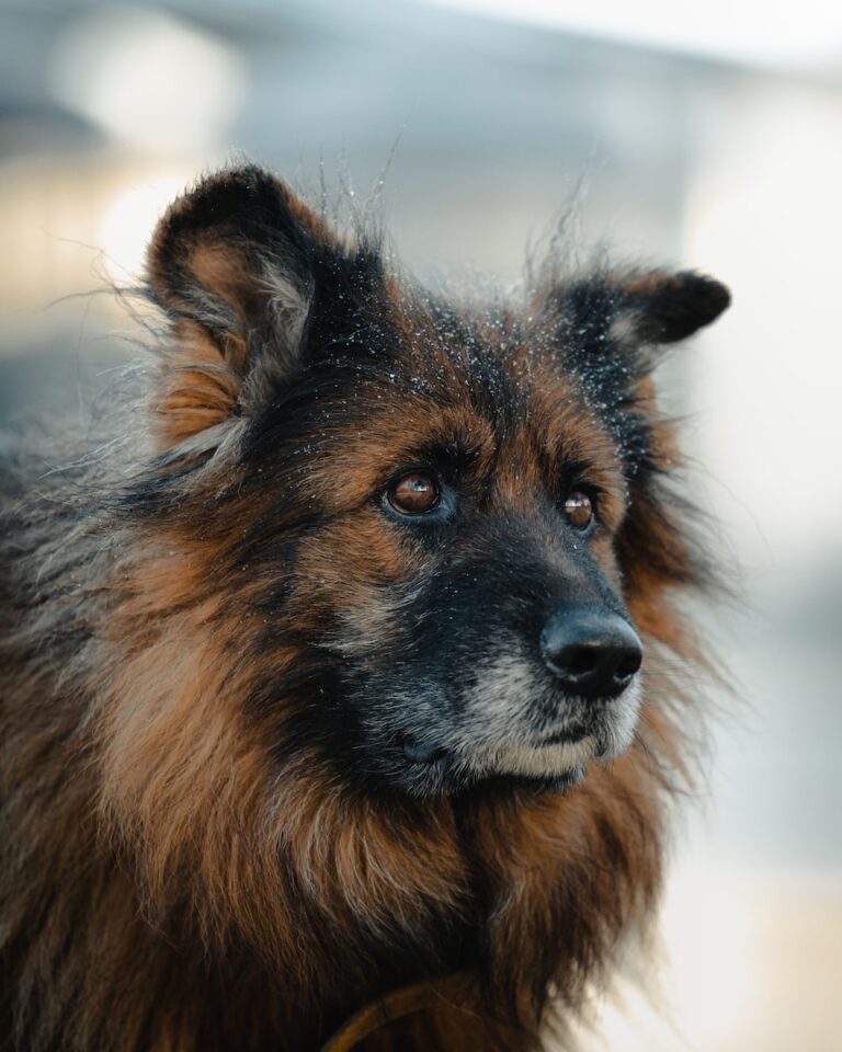 Comment faire grossir un chien en toute sécurité et naturellement 37 grossir chien