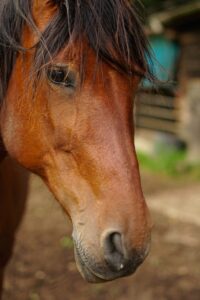 Combien de litres d’eau boit un cheval par jour ? 🐴