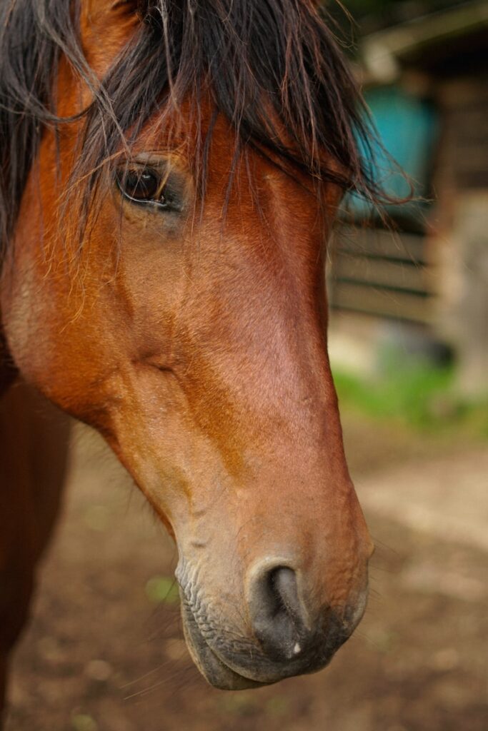 Combien de litres d'eau boit un cheval par jour ? đŽ 2 Combien de litres d’eau boit un cheval par jour ? đŽ