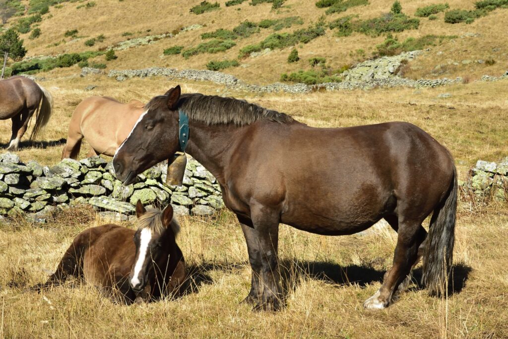 Combien pèse un cheval ? Poids moyen selon sa race et son âge