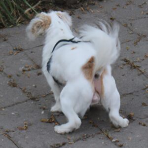 Combien de fois un chien fait pipi par jour ? Réponses ici