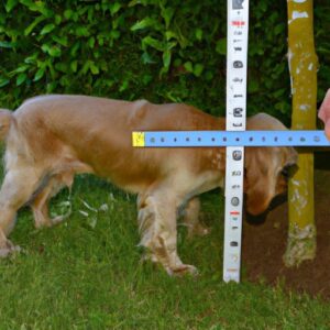 Comment mesurer un chien ? Méthodes simples et précises