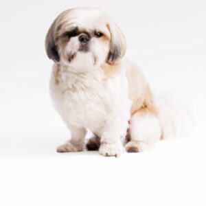 Constipation Chien : Quand Consulter et Que Faire ? Guide Pratique