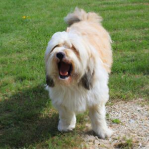 Faire taire un chien qui aboie : astuces pratiques et efficaces