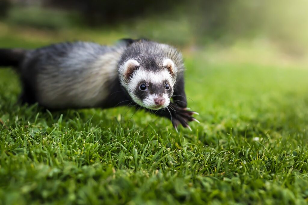 Animaux commençant par F : Liste complète et secrets fascinants