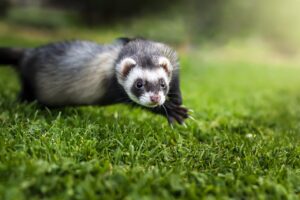 Animaux commençant par F : Liste complète et secrets fascinants