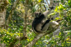 Animaux commençant par I : découvrez des espèces fascinantes
