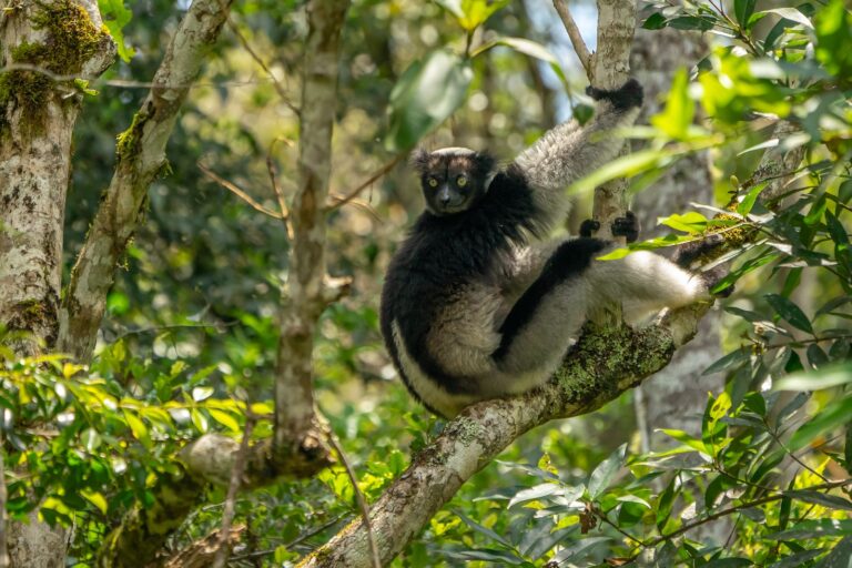 Animaux commençant par I : découvrez des espèces fascinantes 26 animal en i