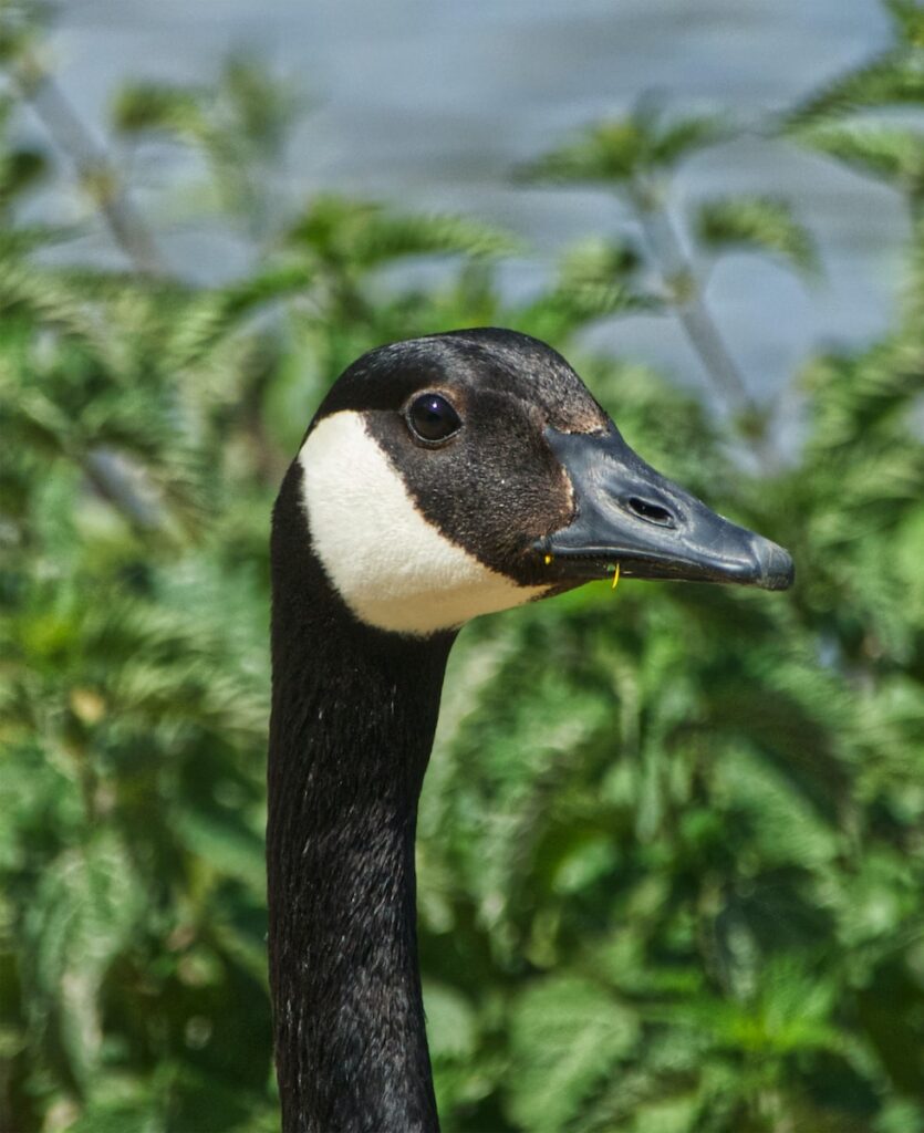 Animaux commençant par O : découvrez ces espèces fascinantes 2 Animaux commençant par O : découvrez ces espèces fascinantes