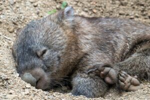 Animaux commençant par W : espèces étonnantes à découvrir