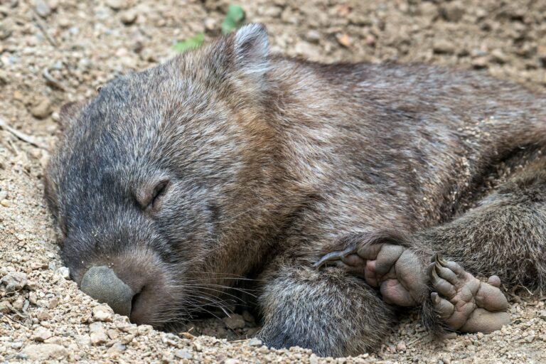 Animaux commençant par W : espèces étonnantes à découvrir 25 animal en w