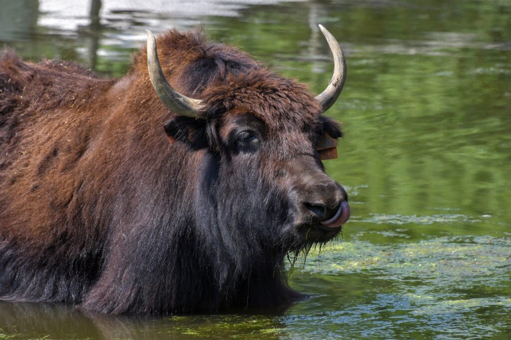 Animaux commençant par Y : découvrez ces espèces fascinantes