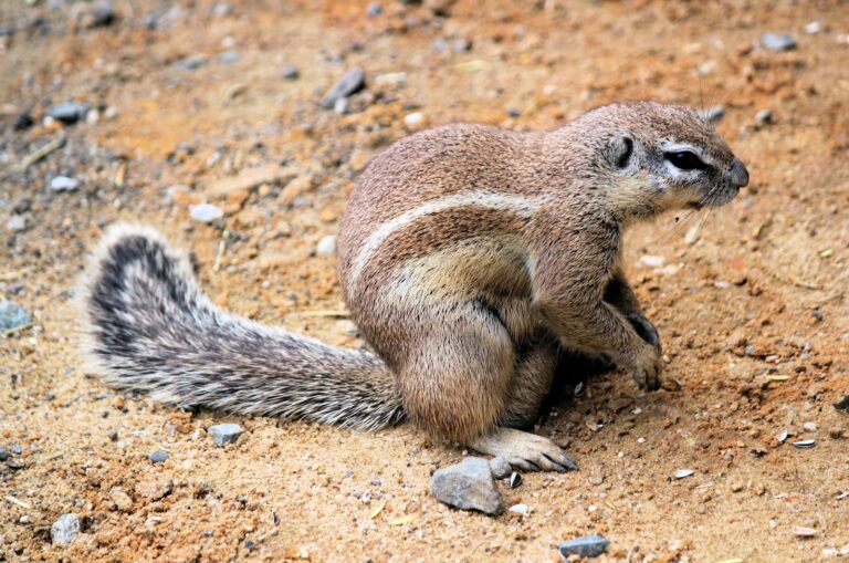 Animaux commençant par X : découvrez ces espèces rares 28 lettre animal en x