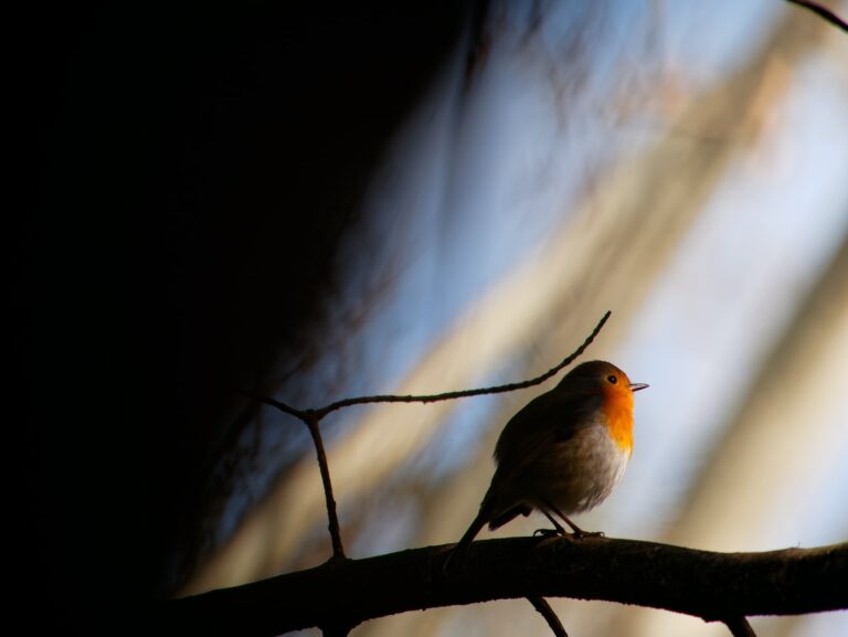 Animaux commençant par E : explorez une faune incroyable 21 oiseau en l