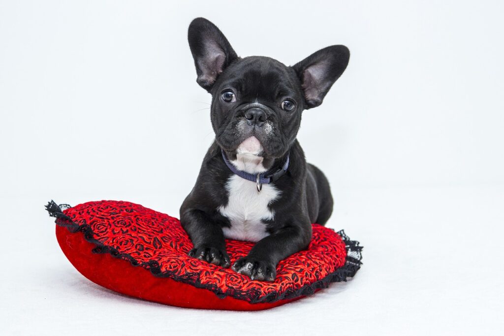 Collier personnalisé pour chien 🐶 : l’accessoire utile et unique