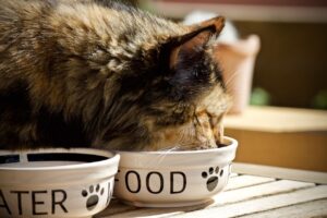 Mon chat vomit ses croquettes 🐱 : causes et solutions pratiques