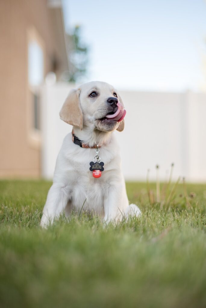 Collier chien personnalisé 🐶 : sécurité et style en un accessoire