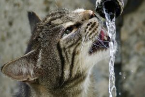 Fontaine à eau pour chat 🐱 : un accessoire essentiel au quotidien