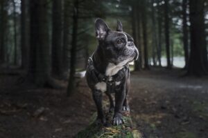 Harnais anti-traction pour chien 🐶 : confort et contrôle assurés
