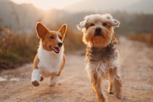 Antipuces pour chien : solutions efficaces et naturelles