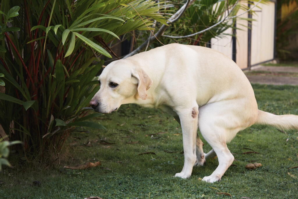Ingrédients naturels pour la digestion du chien : nos conseils 2 Ingrédients naturels pour la digestion du chien : nos conseils
