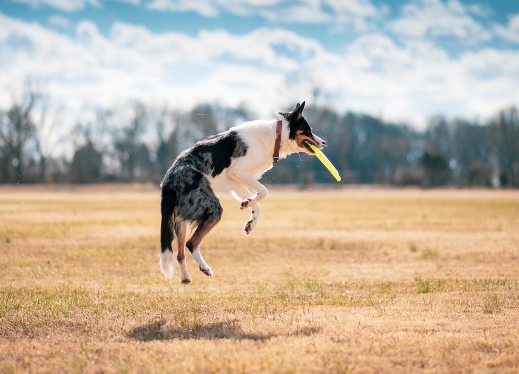 Éducation canine par le jeu 🥳 : une méthode efficace et amusante