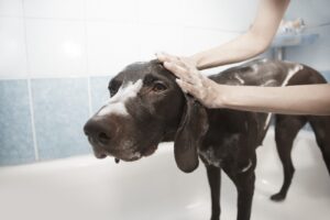 Toilettage chien : guide pratique pour un chien heureux et propre