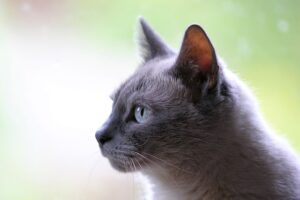 Races de chat à adopter en appartement : notre guide complet