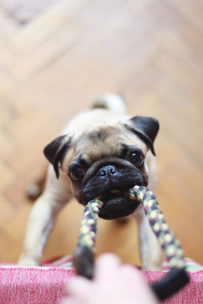 Comment gĂ©rer un chien agressif đ : conseils simples et pratiques 2 Comment gĂ©rer un chien agressif đ : conseils simples et pratiques