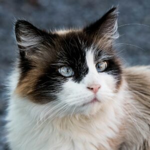 Zoomalia : produits, avis clients et services pour vos animaux