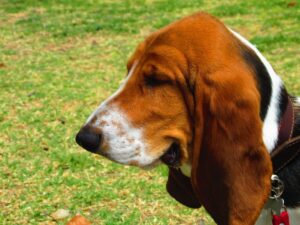 Basset des Alpes : origine, caractère et conseils d’élevage