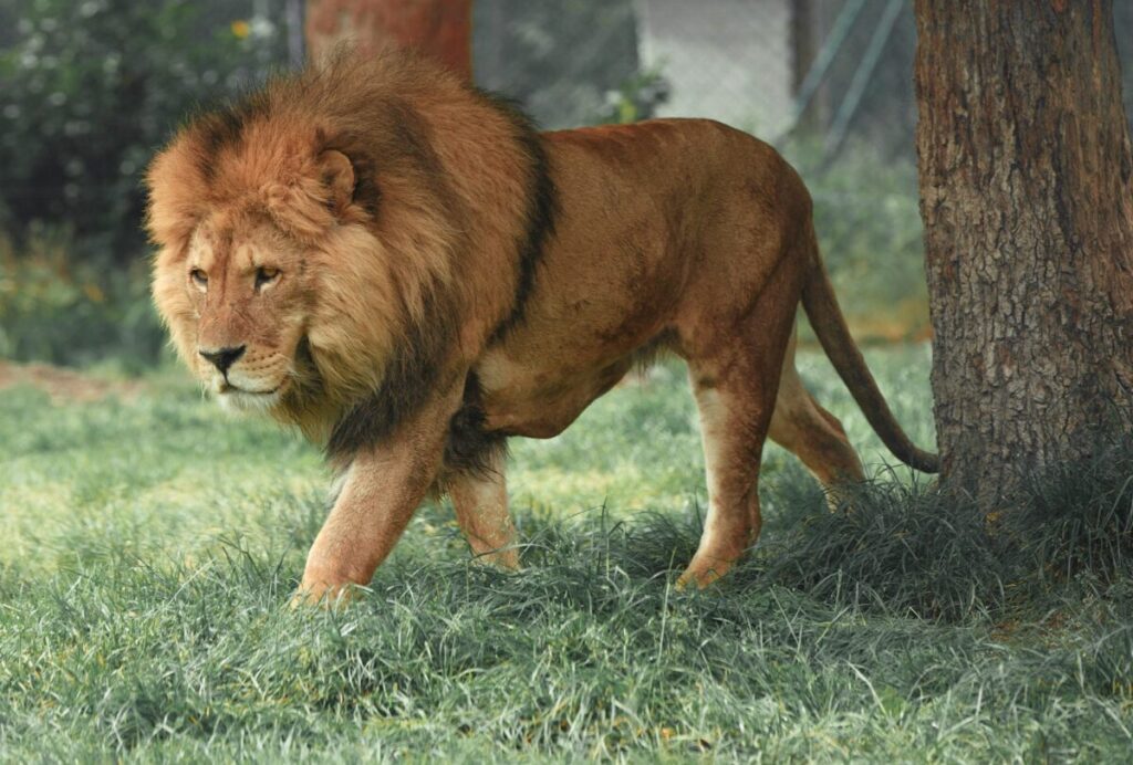 Chien plus fort qu’un lion 2 Chien plus fort qu’un lion