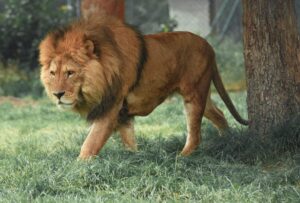 Chien plus fort qu’un lion