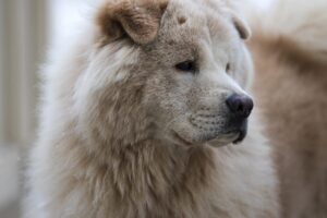 Chow-chow bleu : caractéristiques et conseils de soin