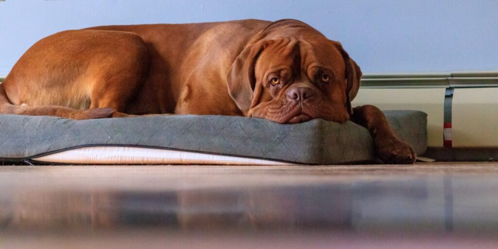 Dogue Argentin : Chiens Protecteurs et Fidèles - Guide Adoption & Soins 2 Dogue Argentin : Chiens Protecteurs et Fidèles – Guide Adoption & Soins