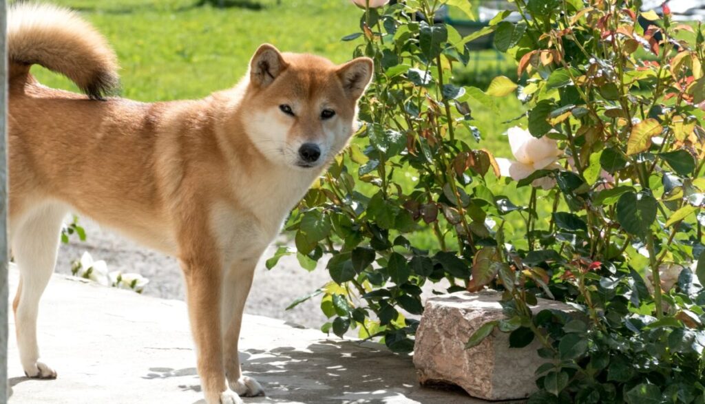 Hiba inu ou Akita inu 2 Hiba inu ou Akita inu