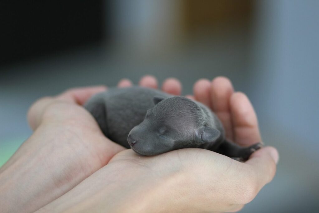 Petit lévrier : races, caractère et conseils pour l’adoption 🥰 2 Petit lévrier : races, caractère et conseils pour l’adoption 🥰