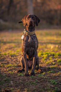 Pointers chien : caractéristiques, comportement et soins