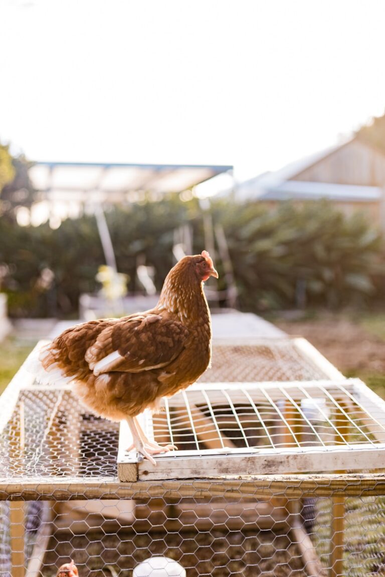 La ponte de la poule : un phénomène naturel fascinant 6 ponte poule