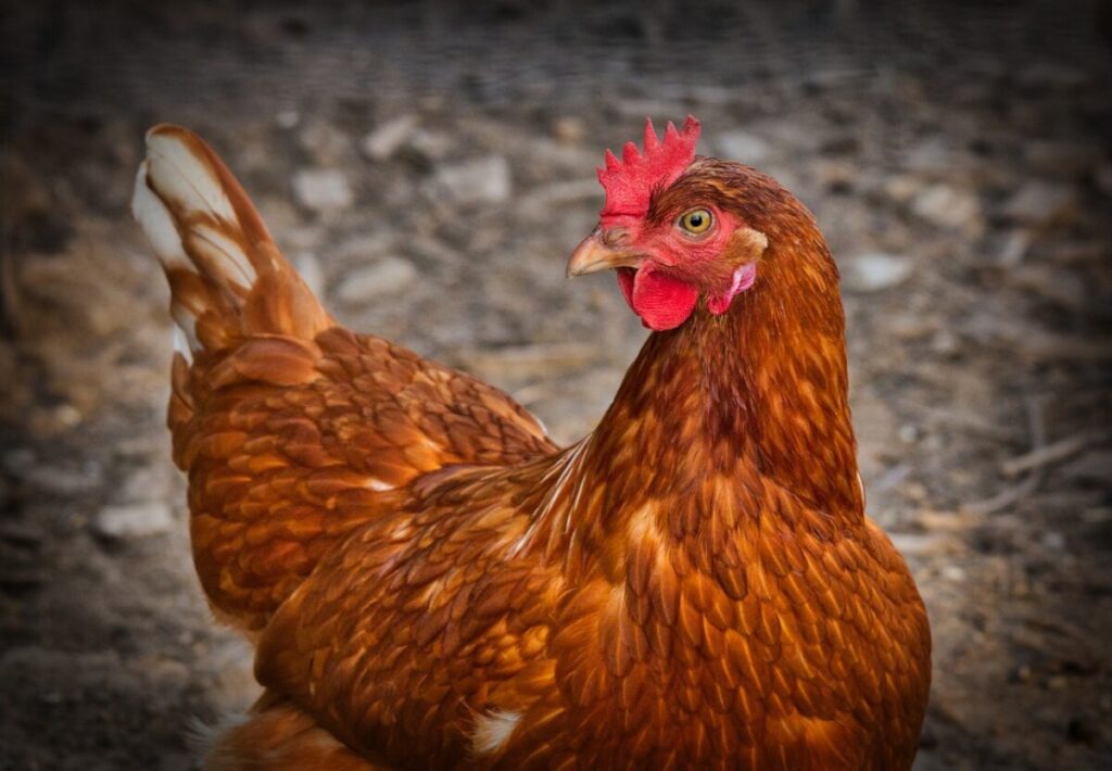 Poule cou nu : caractĂ©ristiques, soins et avantages đ 2 Poule cou nu : caractĂ©ristiques, soins et avantages đ