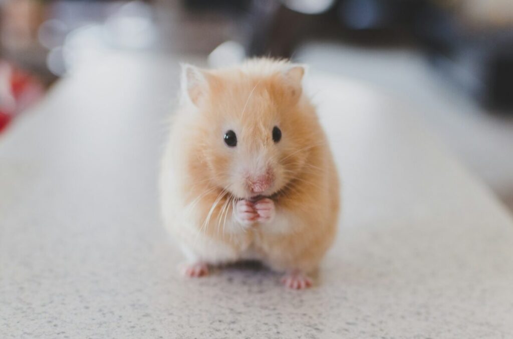 Prénoms pour hamster : 50 idées mignonnes et créatives