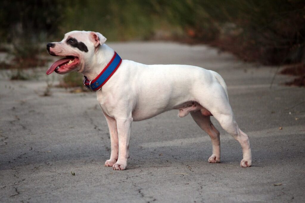 Chien Staffy : caractĂšre, soins et adoption đ, tout savoir 2 Chien Staffy : caractĂšre, soins et adoption đ, tout savoir